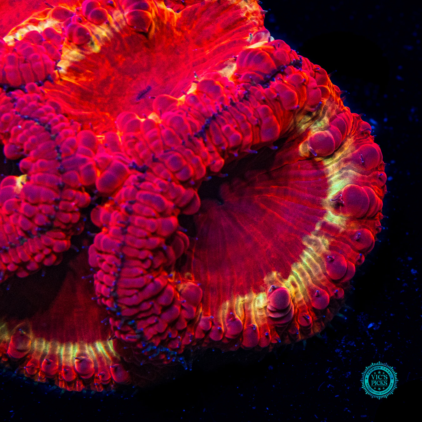 Molten Iron Rings Blastomussa