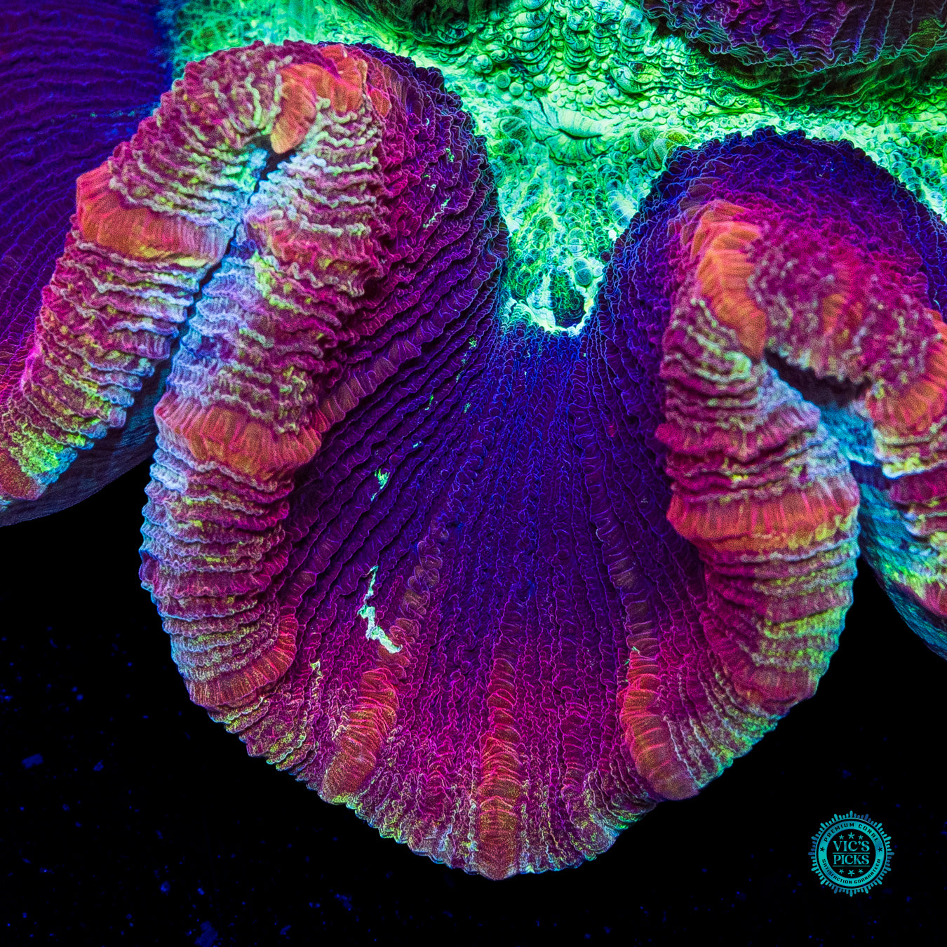 Berry Boom Trachyphyllia