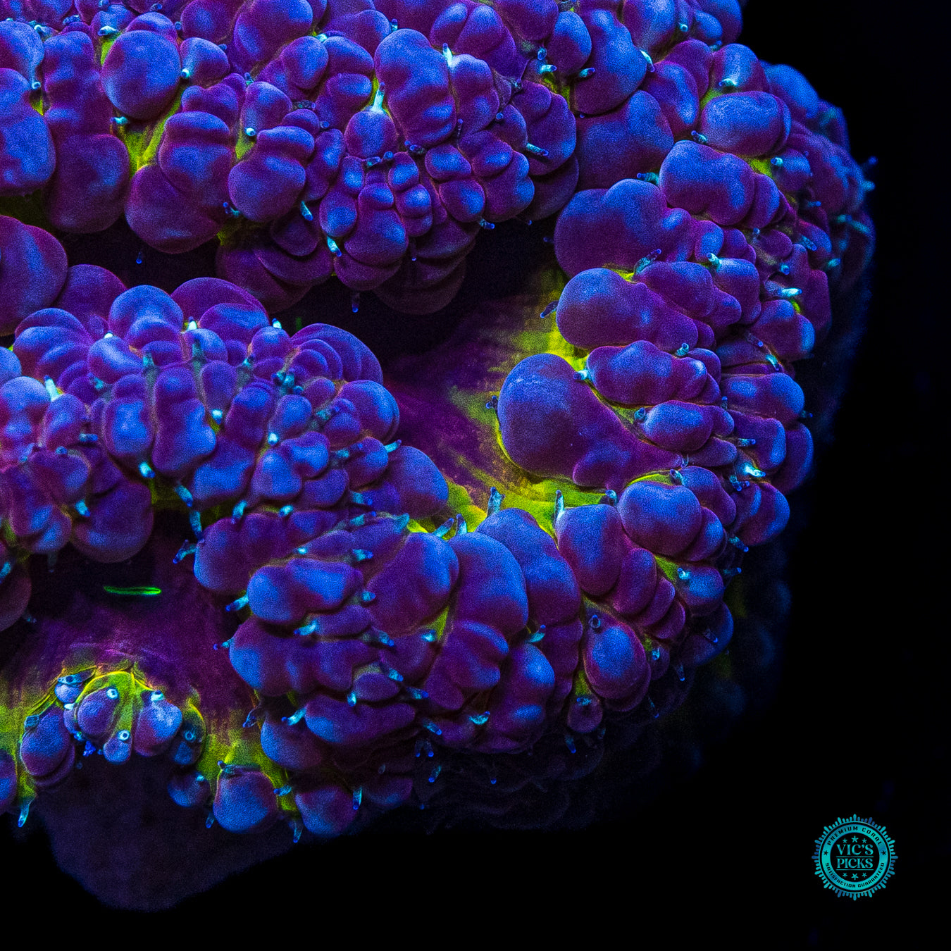 Grapetini Blastomussa