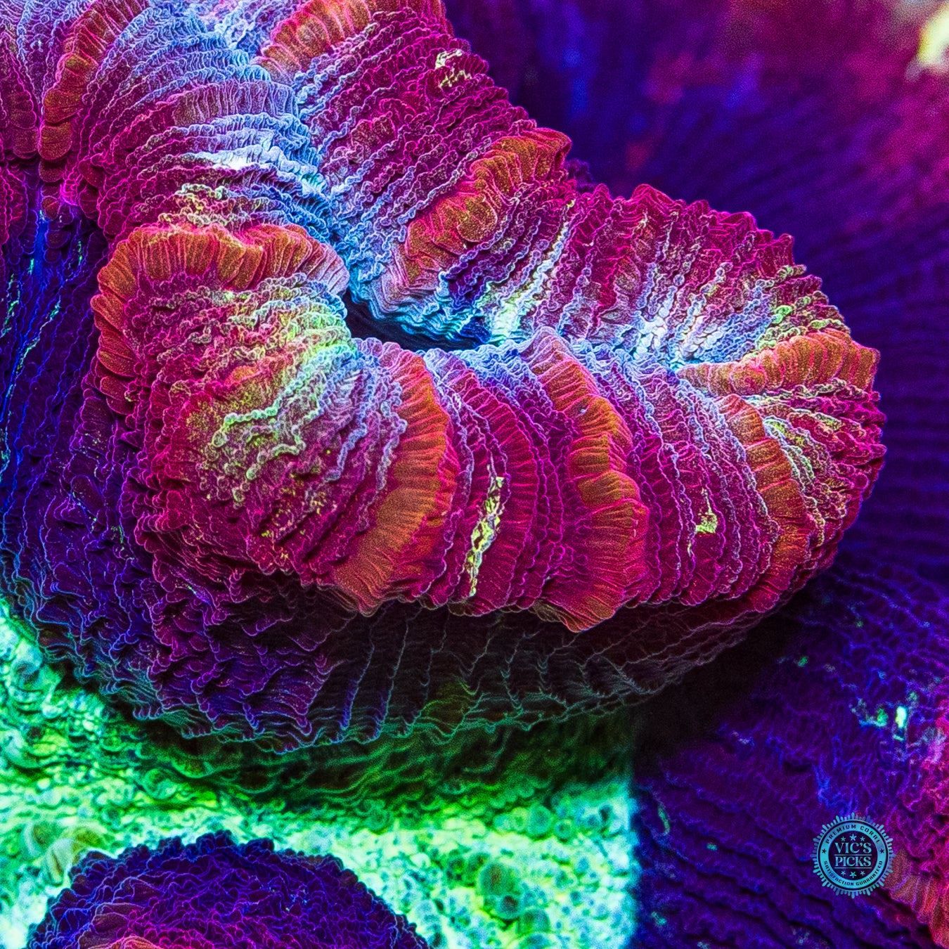 Berry Boom Trachyphyllia