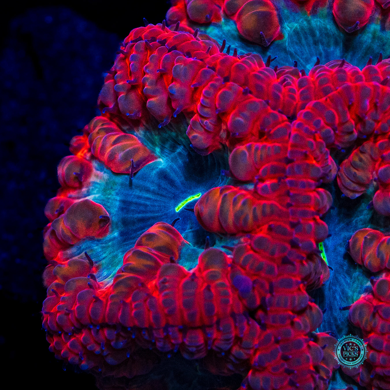 Fire Blasted Blastomussa