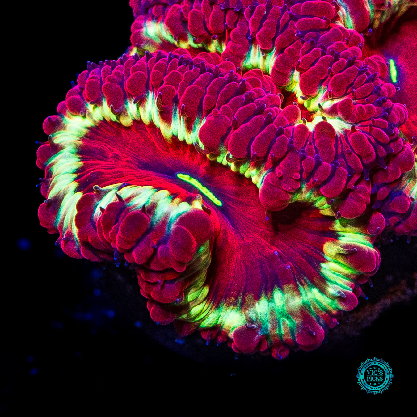 Groovy Baby Blastomussa