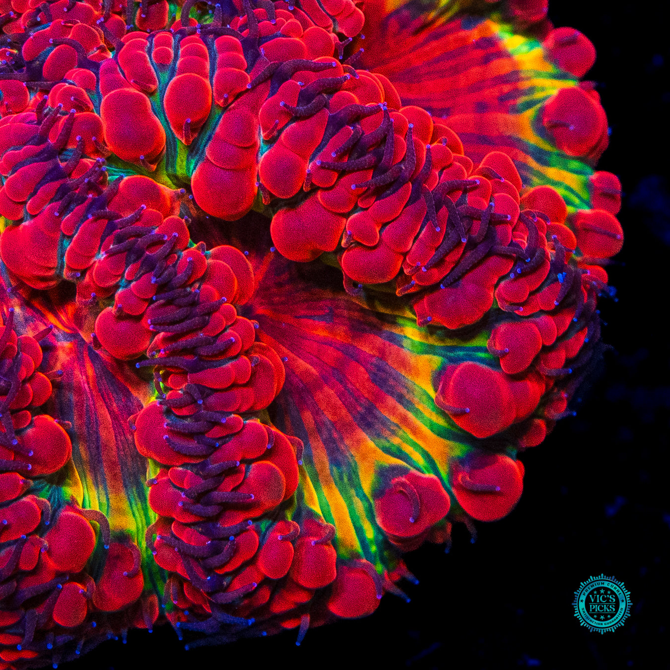 Fire Orchid Blastomussa