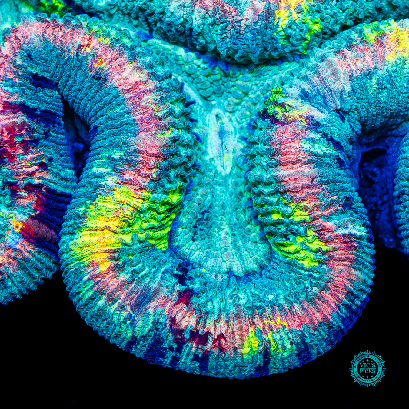 Rainbow Rim Trachyphyllia