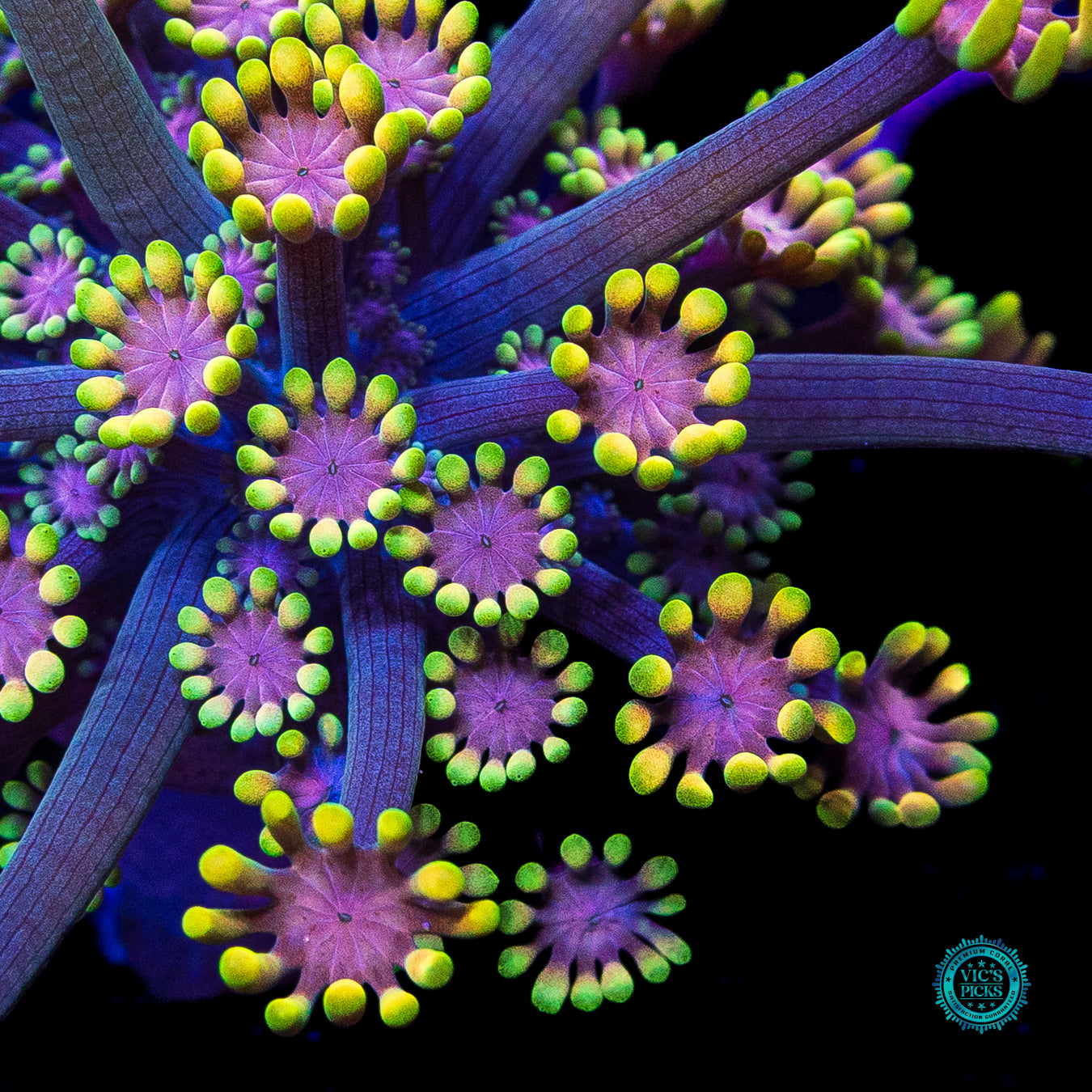 WWC Guava Berry Alveopora