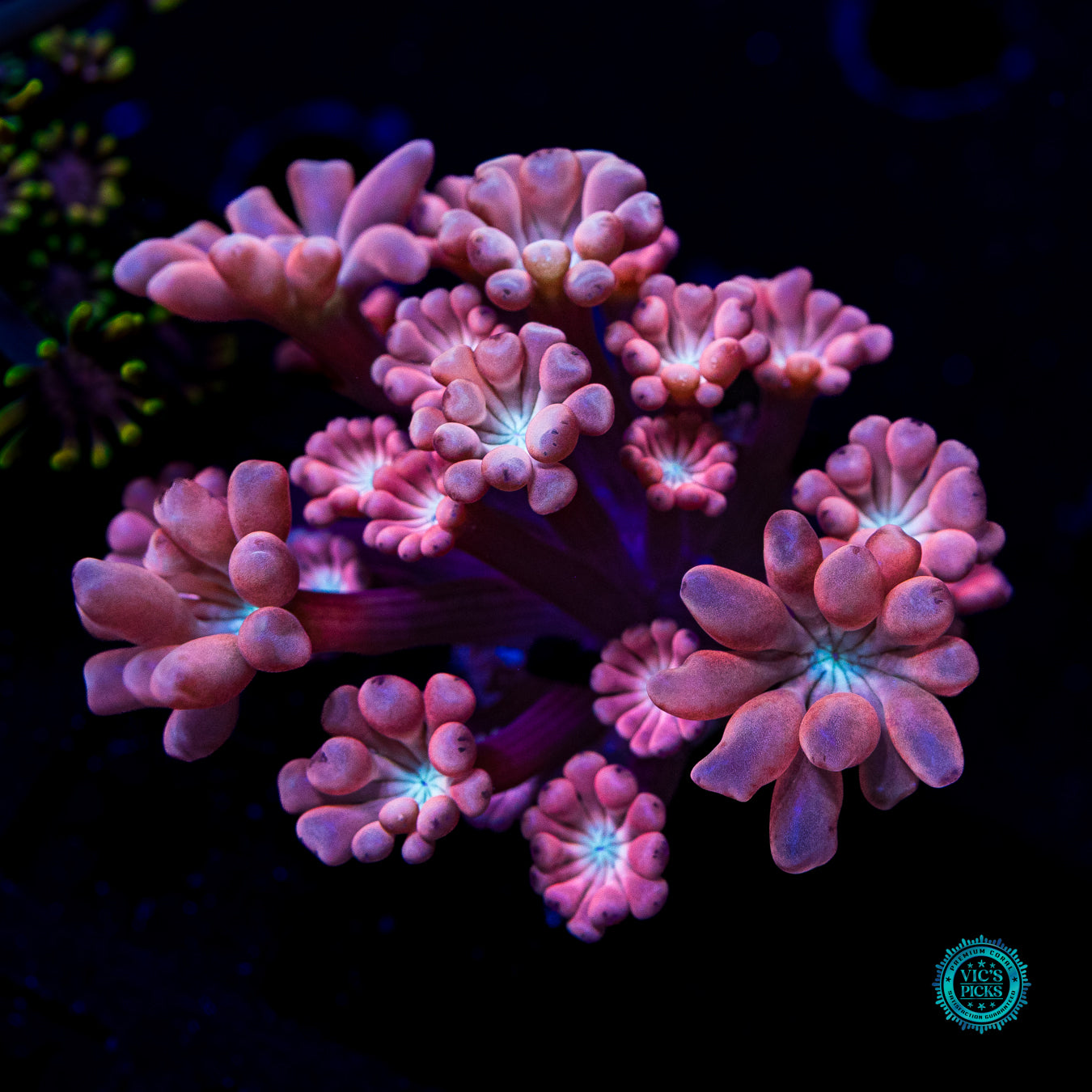 WWC Rose Hologram Alveopora