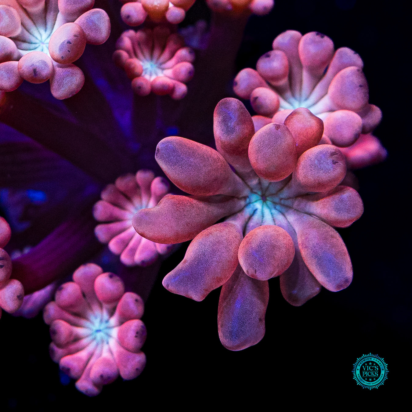 WWC Rose Hologram Alveopora