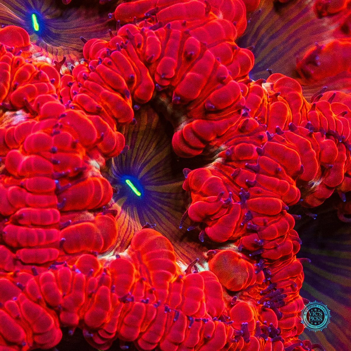 Crimson Crusader Blastomussa