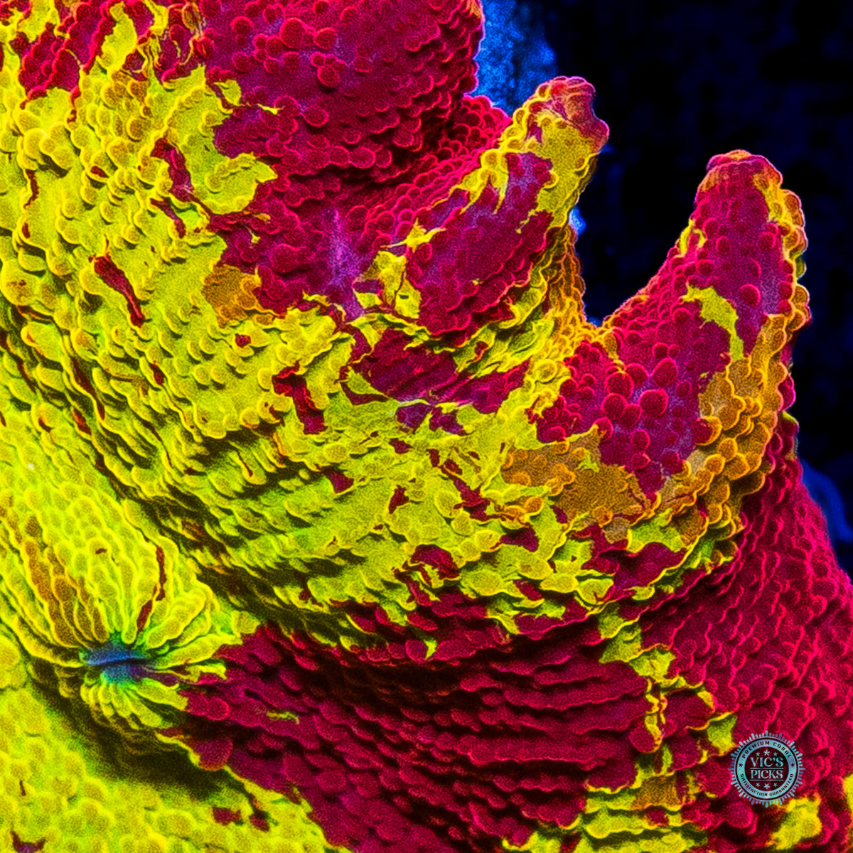 Ultra Jawbreaker Mushroom