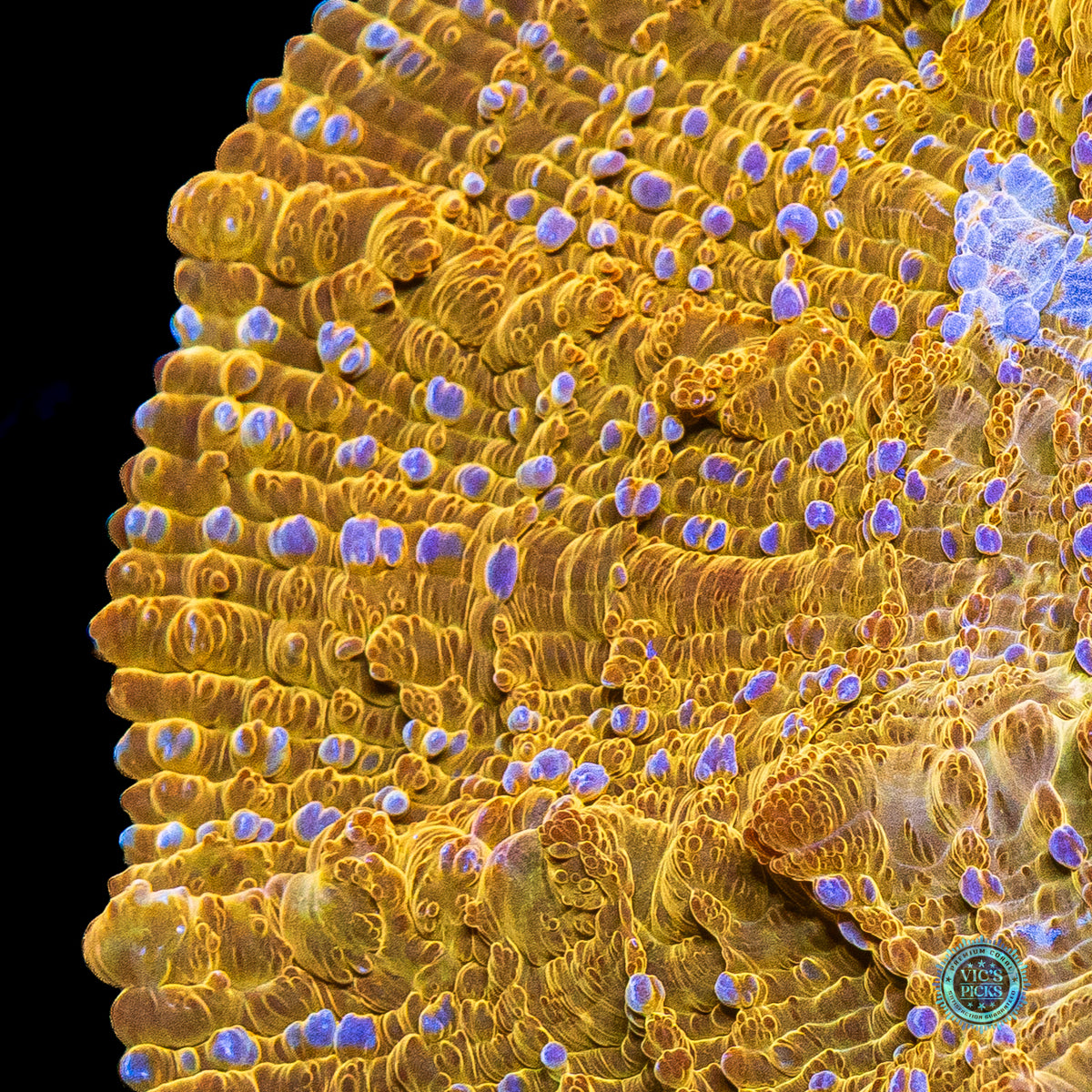 Golden Mountain Acanthophyllia