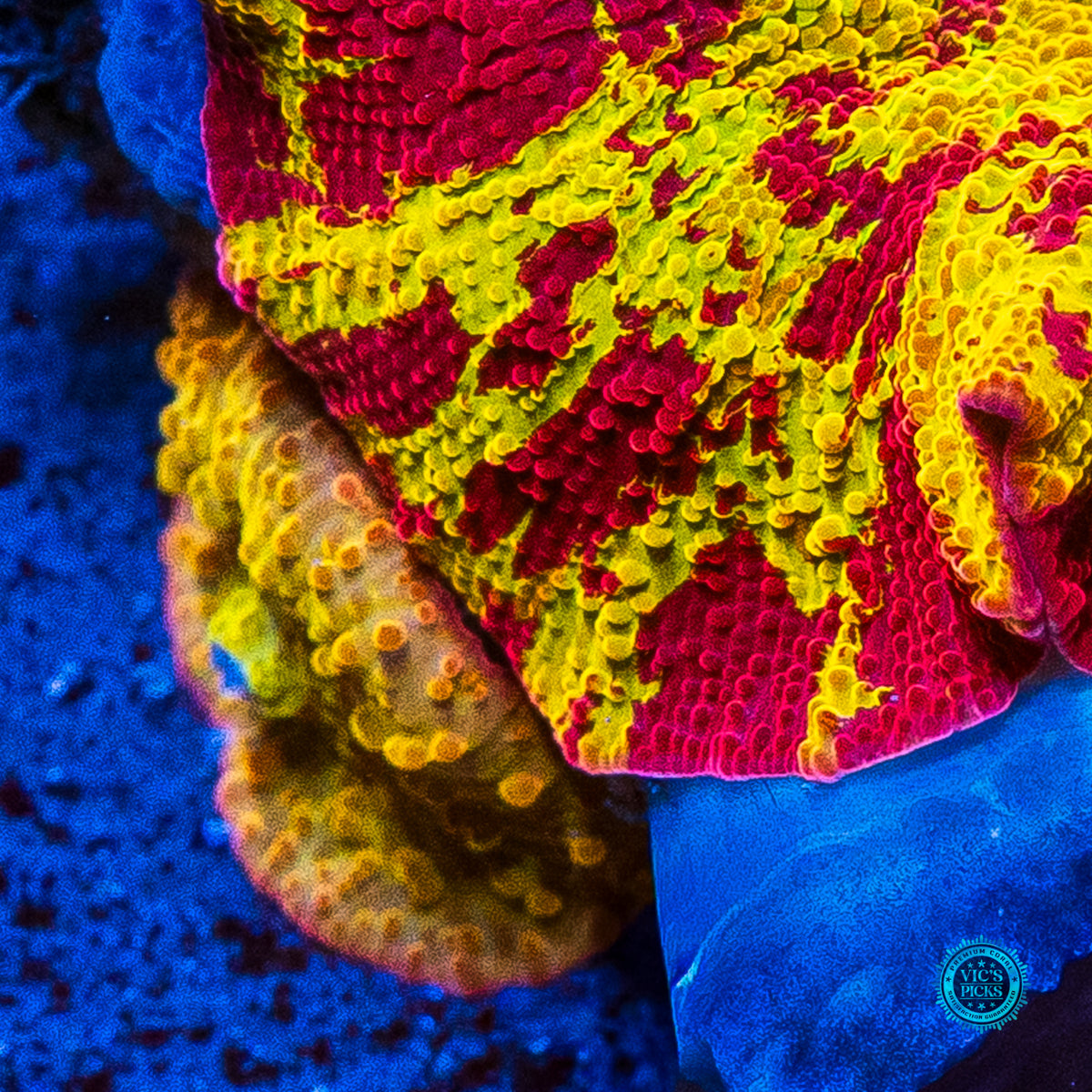 Ultra Jawbreaker Mushroom