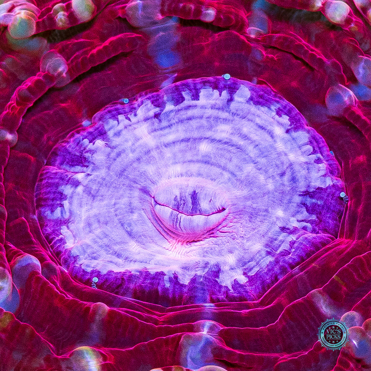 Pink Passion Indophyllia