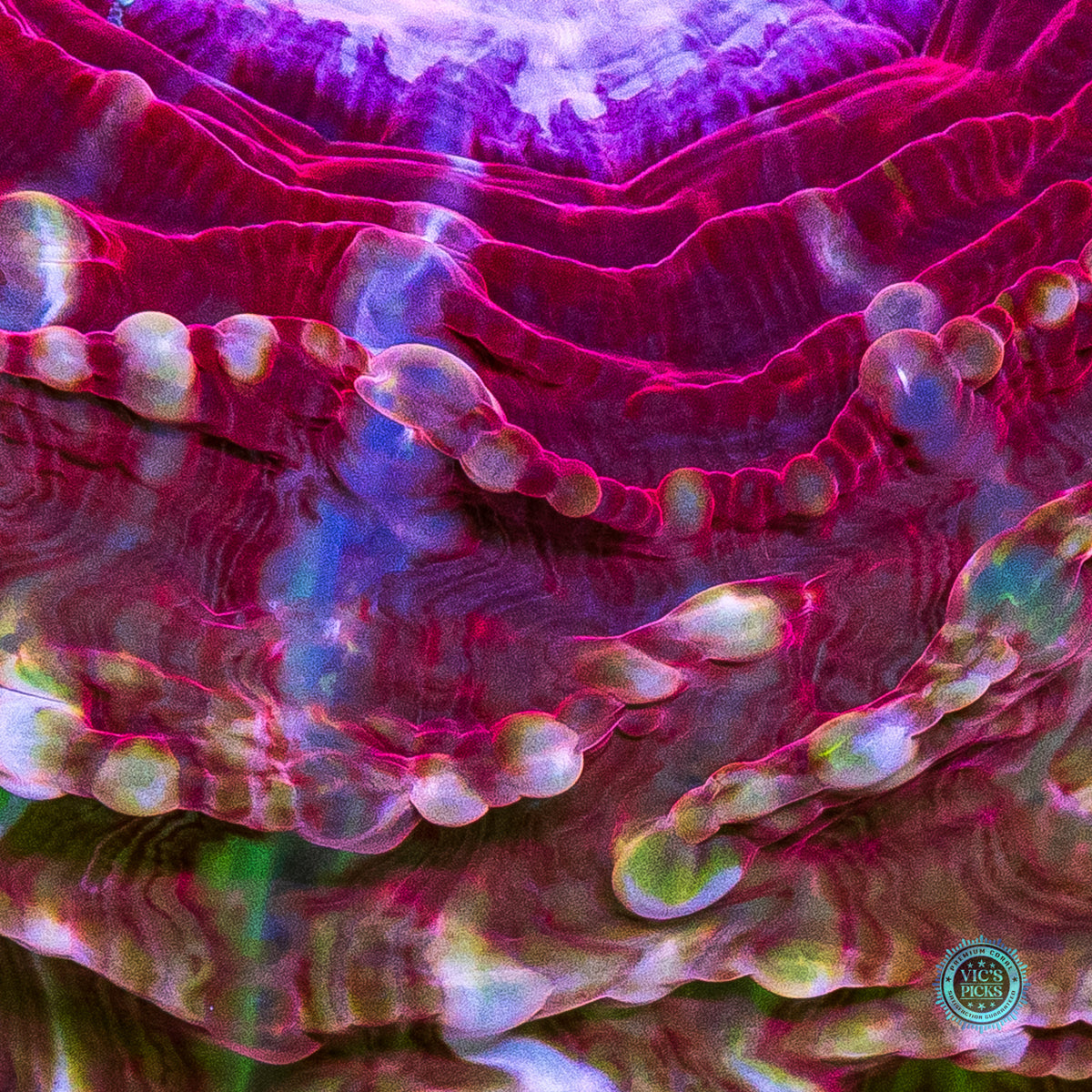Pink Passion Indophyllia