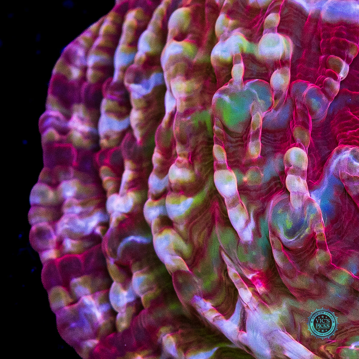 Pink Passion Indophyllia