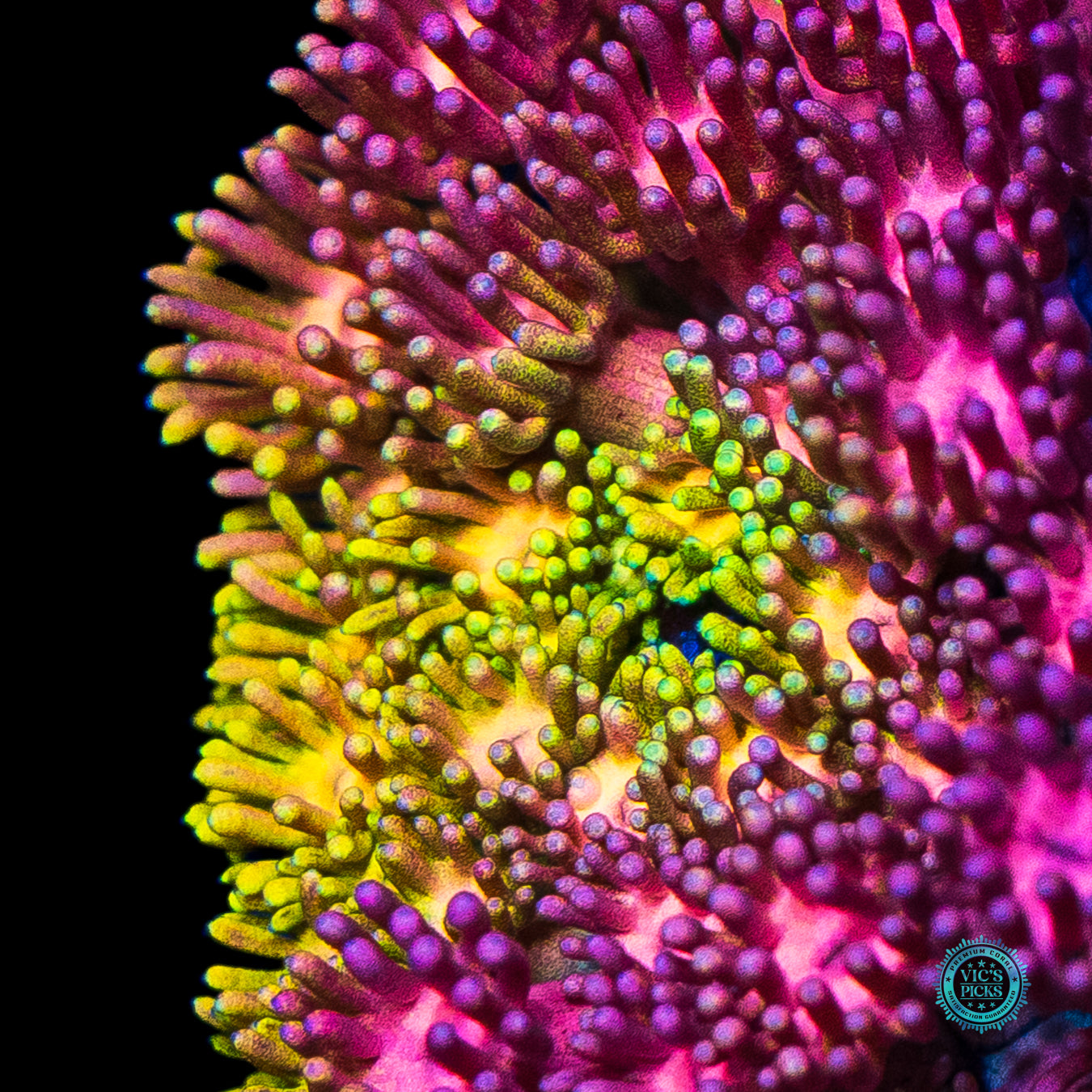 Jewel Thief Goniopora