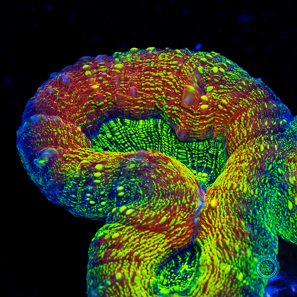 Alien Experiment Lobophyllia