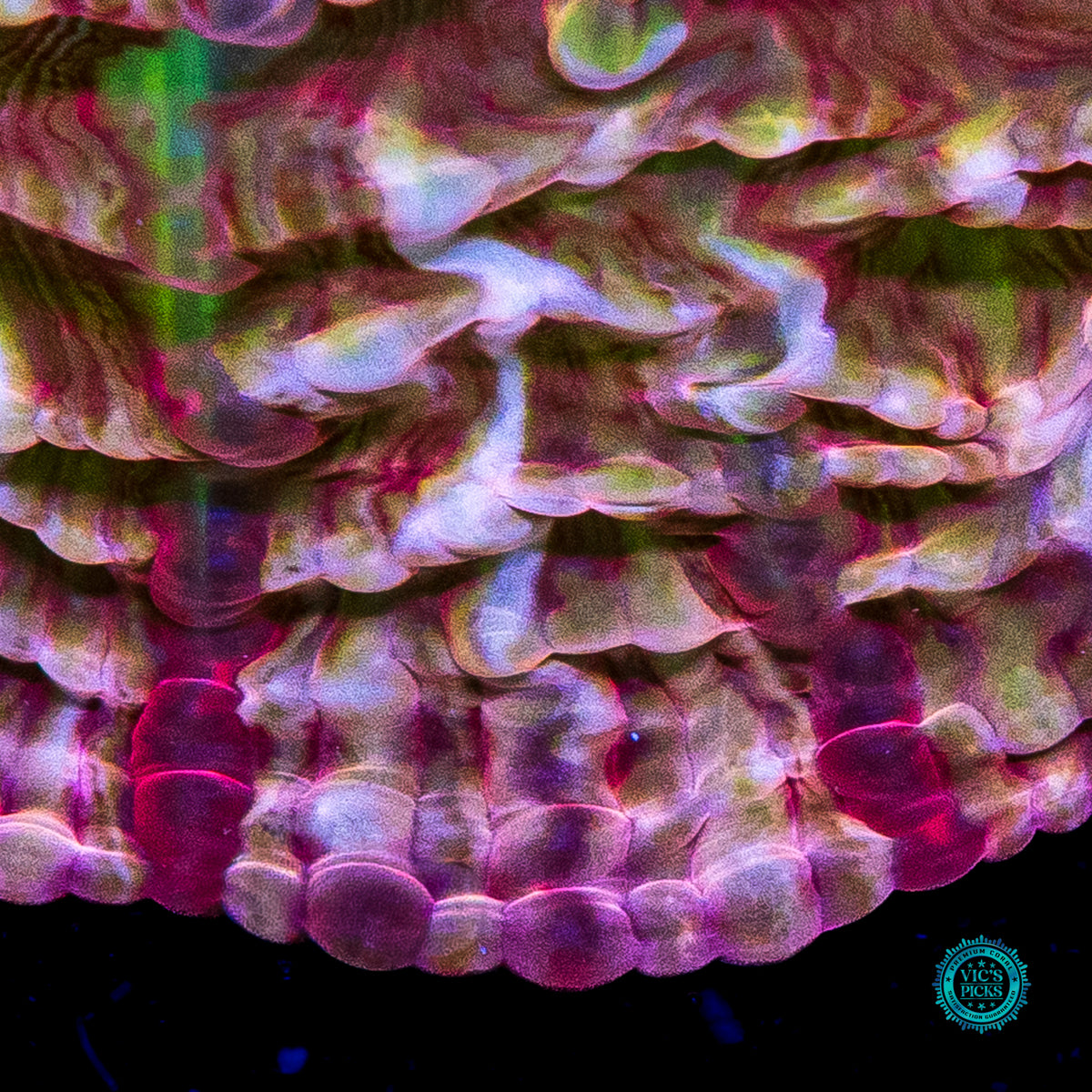 Pink Passion Indophyllia