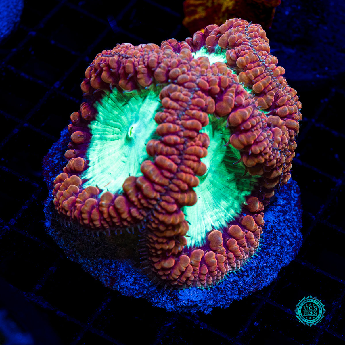 Lunar Storm Blastomussa