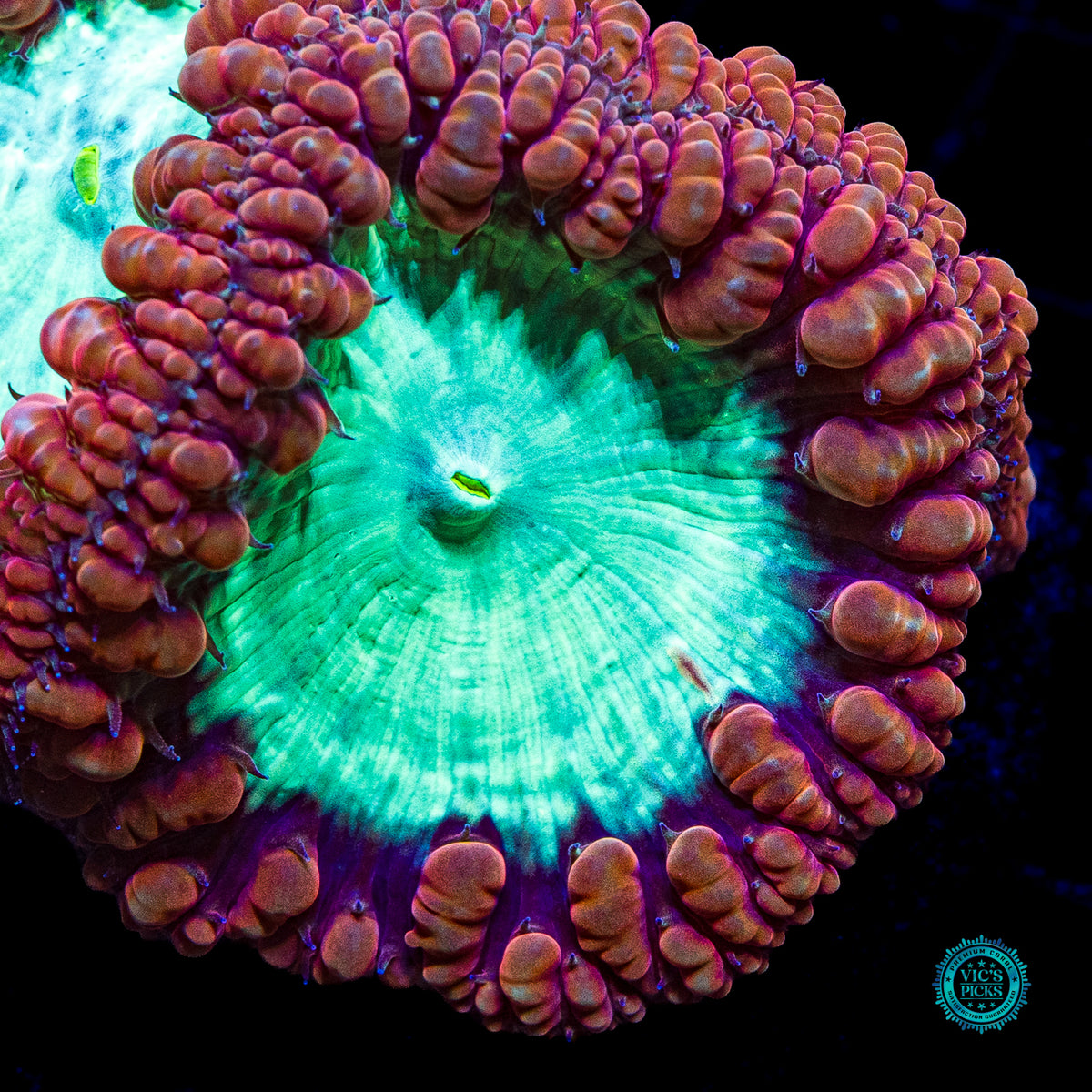 Lunar Storm Blastomussa