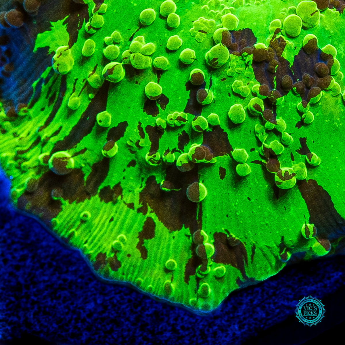 Kryptonite Jawbreaker Mushroom