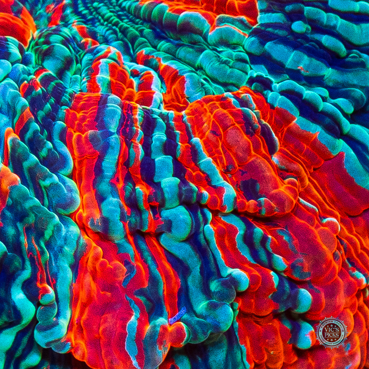 Psychedelic Whirlpool Acanthophyllia