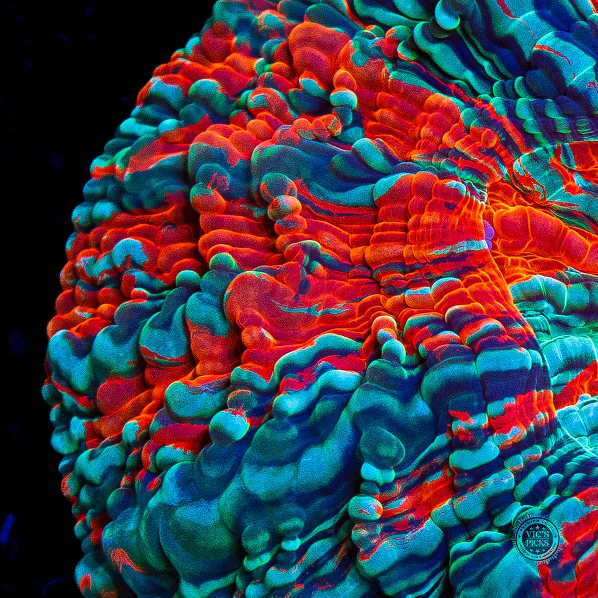 Psychedelic Whirlpool Acanthophyllia