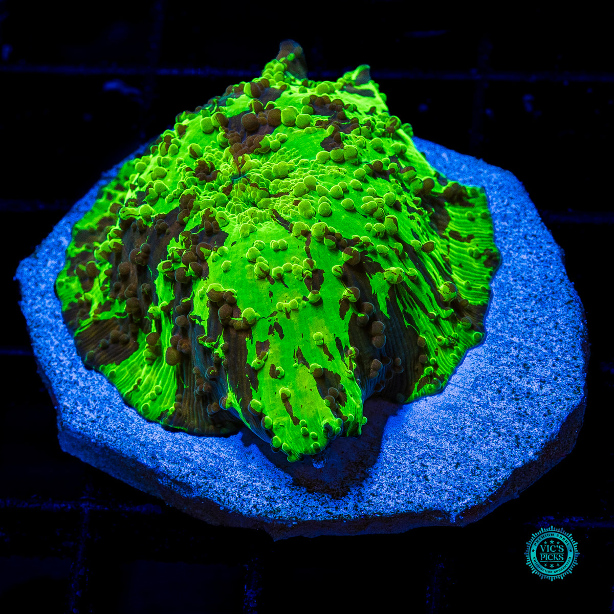 Kryptonite Jawbreaker Mushroom