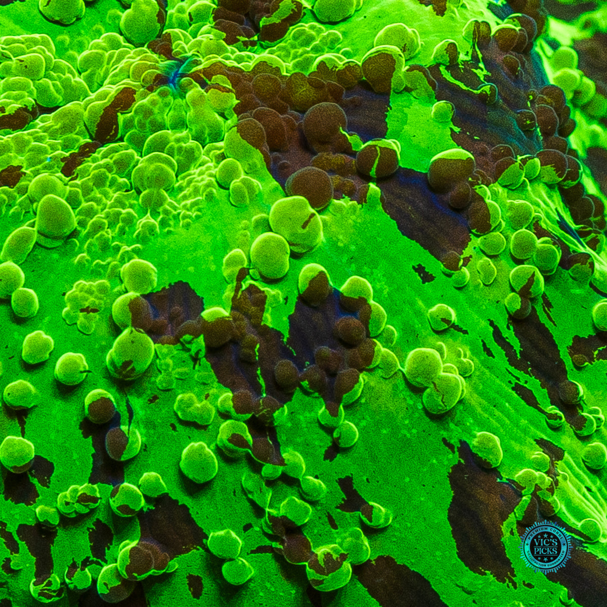 Kryptonite Jawbreaker Mushroom