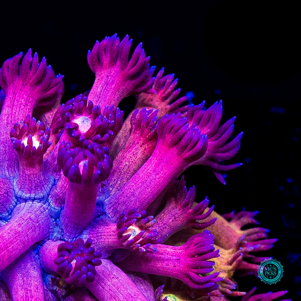 WWC Hydralisk Goniopora