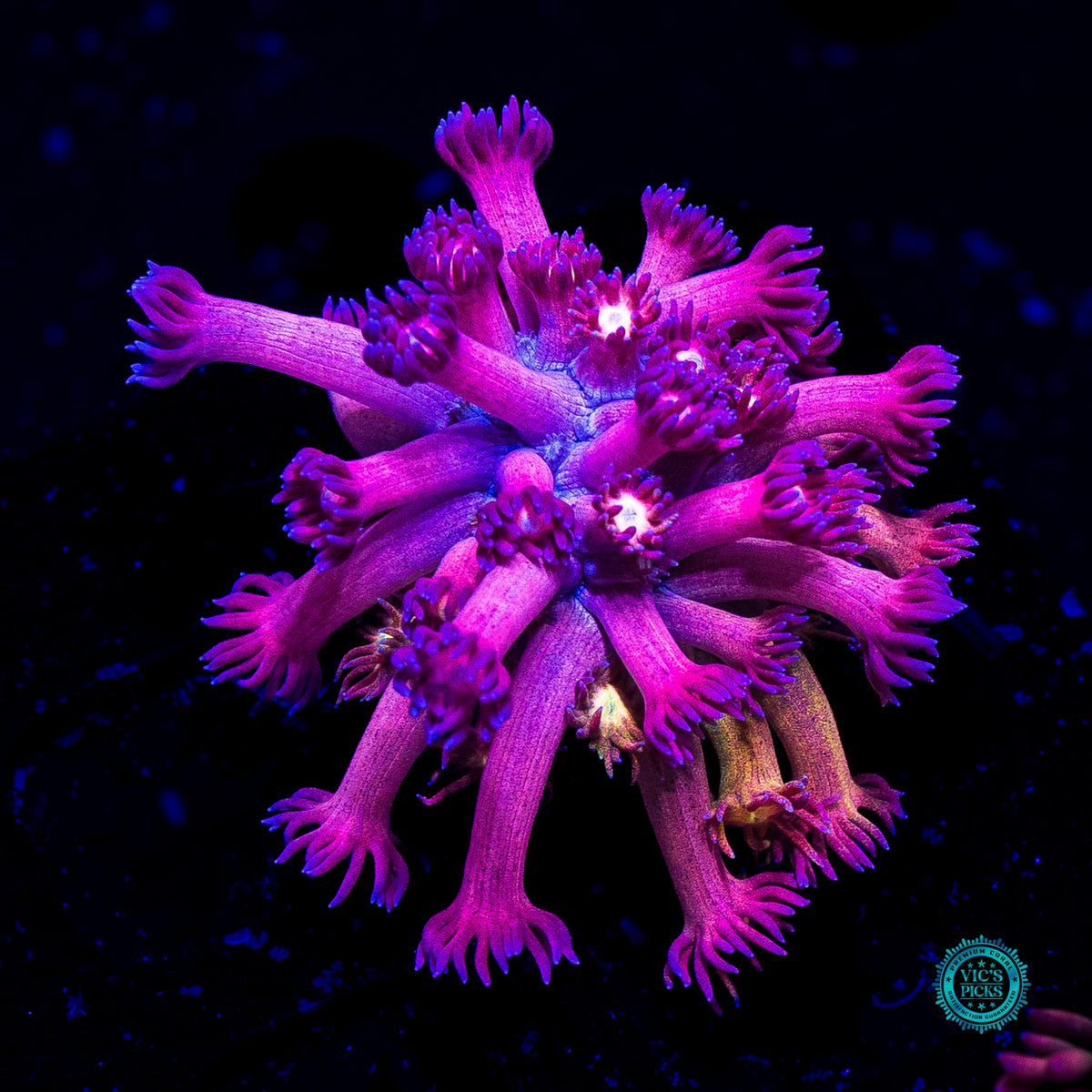 WWC Hydralisk Goniopora
