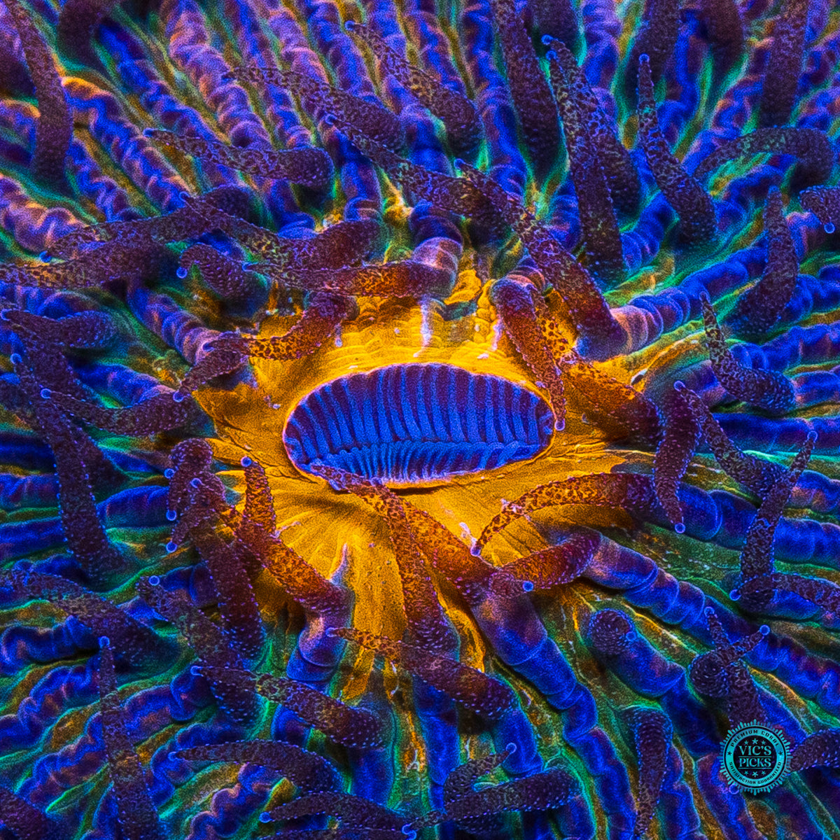 Cosmic Stardust Plate