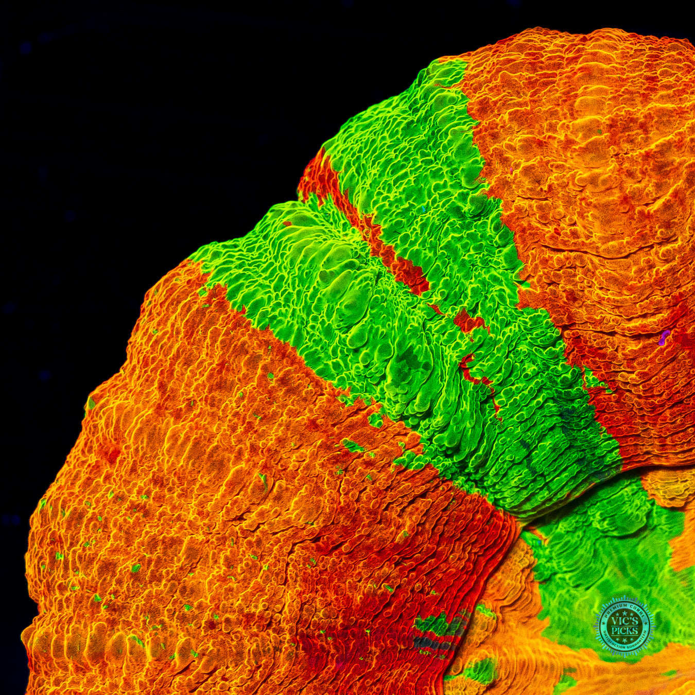 Merry Mango Scolymia