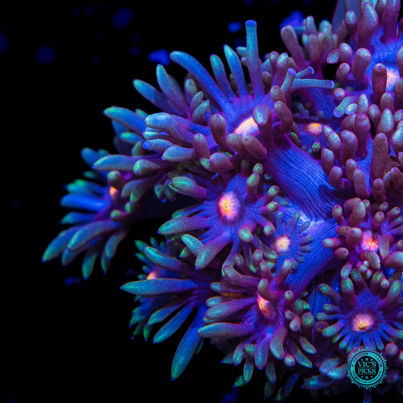 Purple Parrot Goniopora