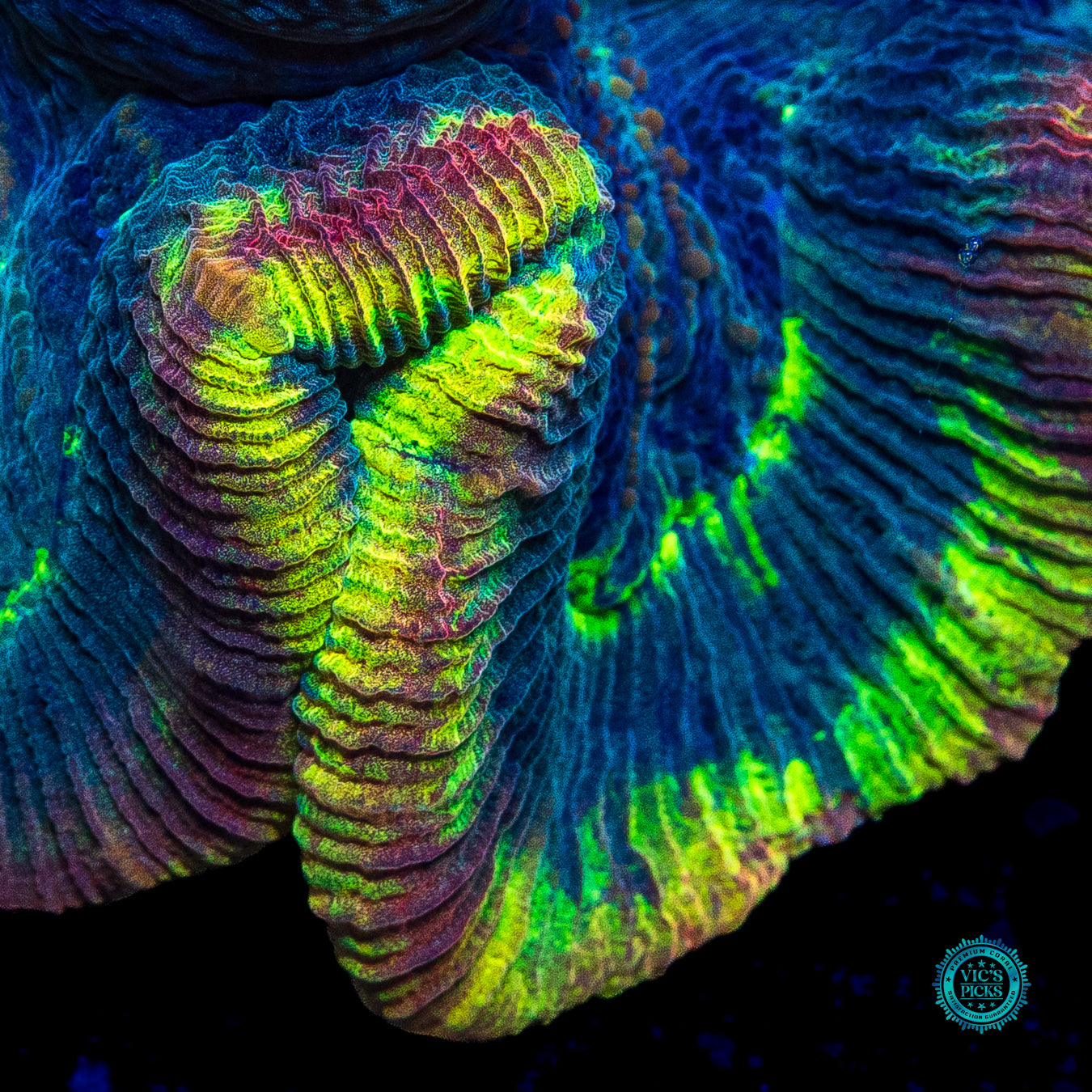 XL Rainbow Explosion Trachyphyllia