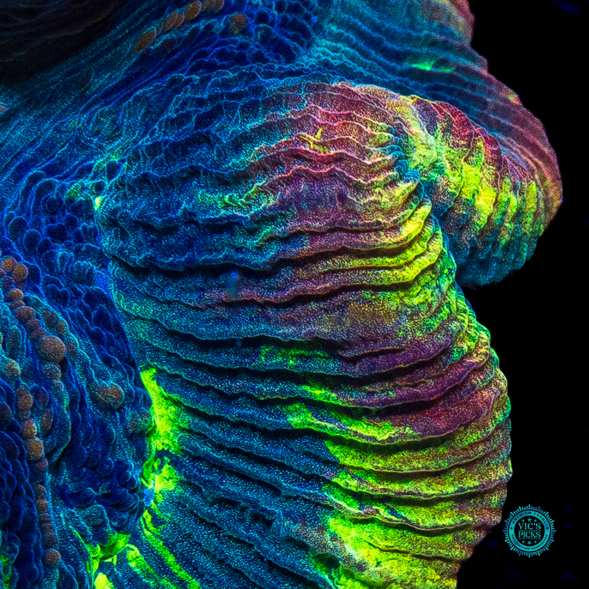 XL Rainbow Explosion Trachyphyllia