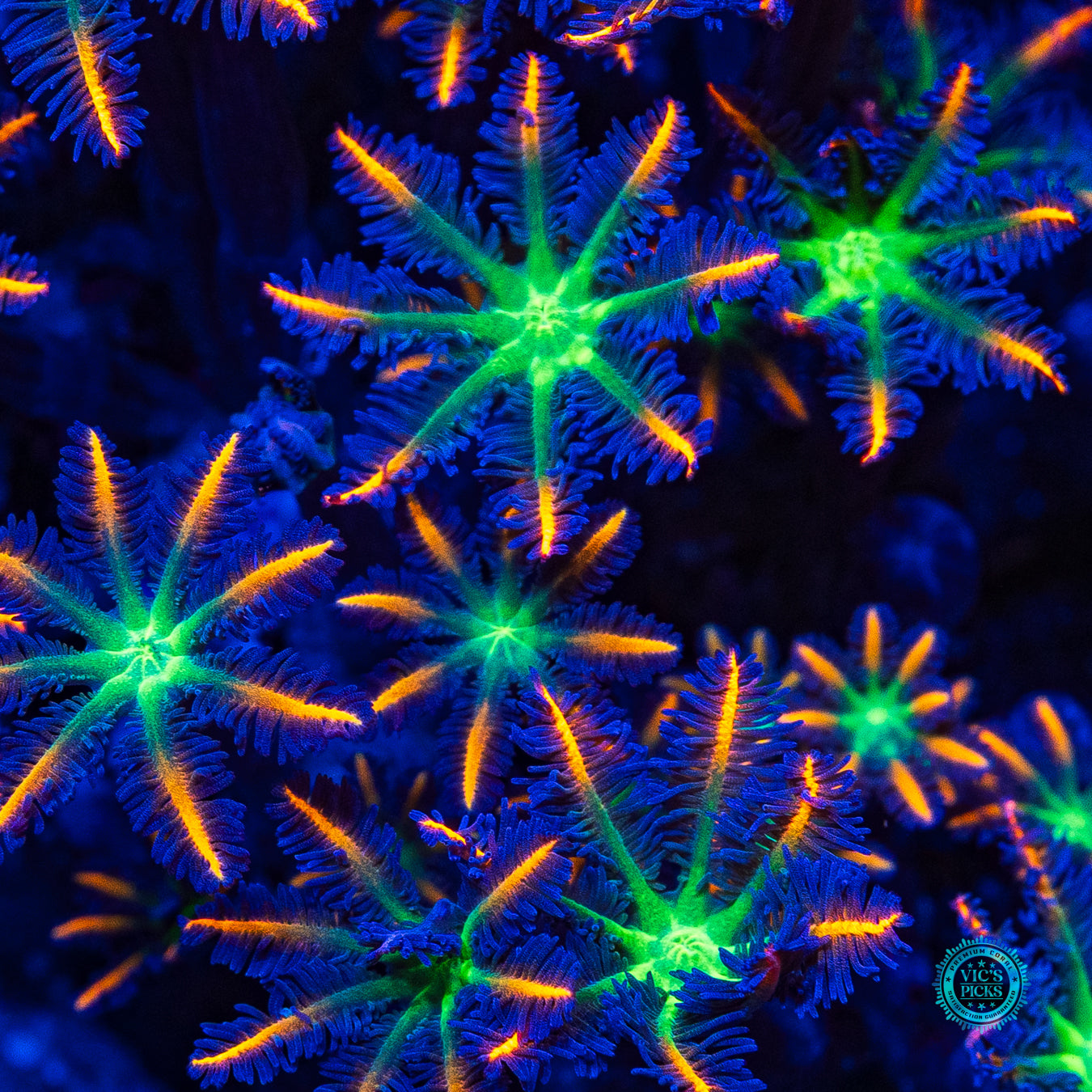 Firework Clove Polyps