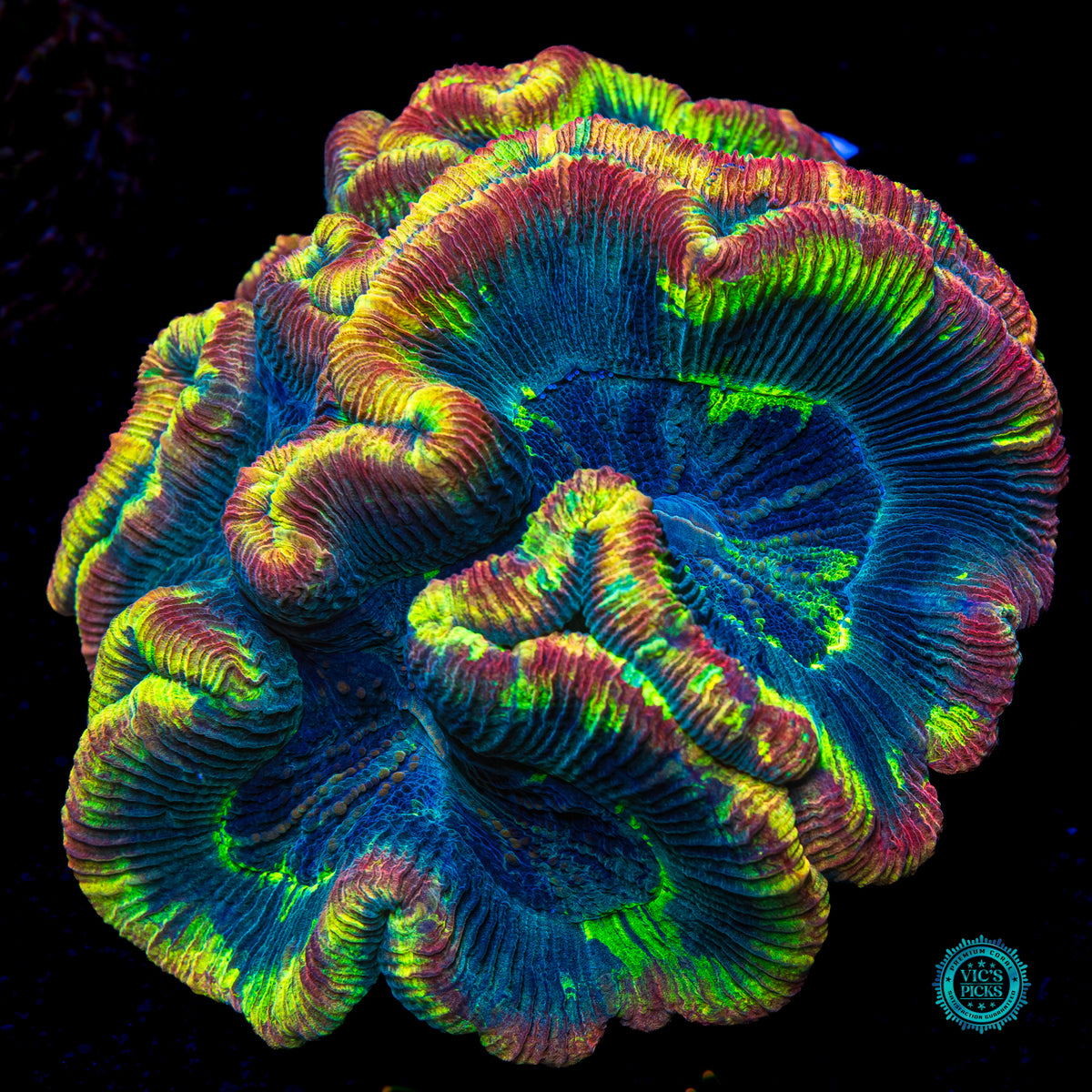 XL Rainbow Explosion Trachyphyllia