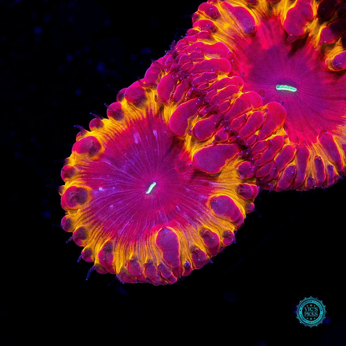 Solar Eclipse Blastomussa
