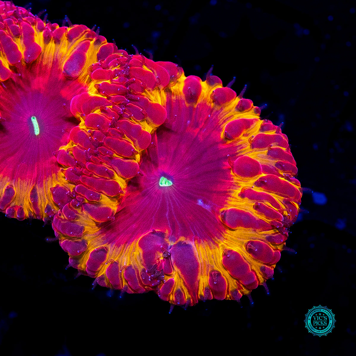 Solar Eclipse Blastomussa