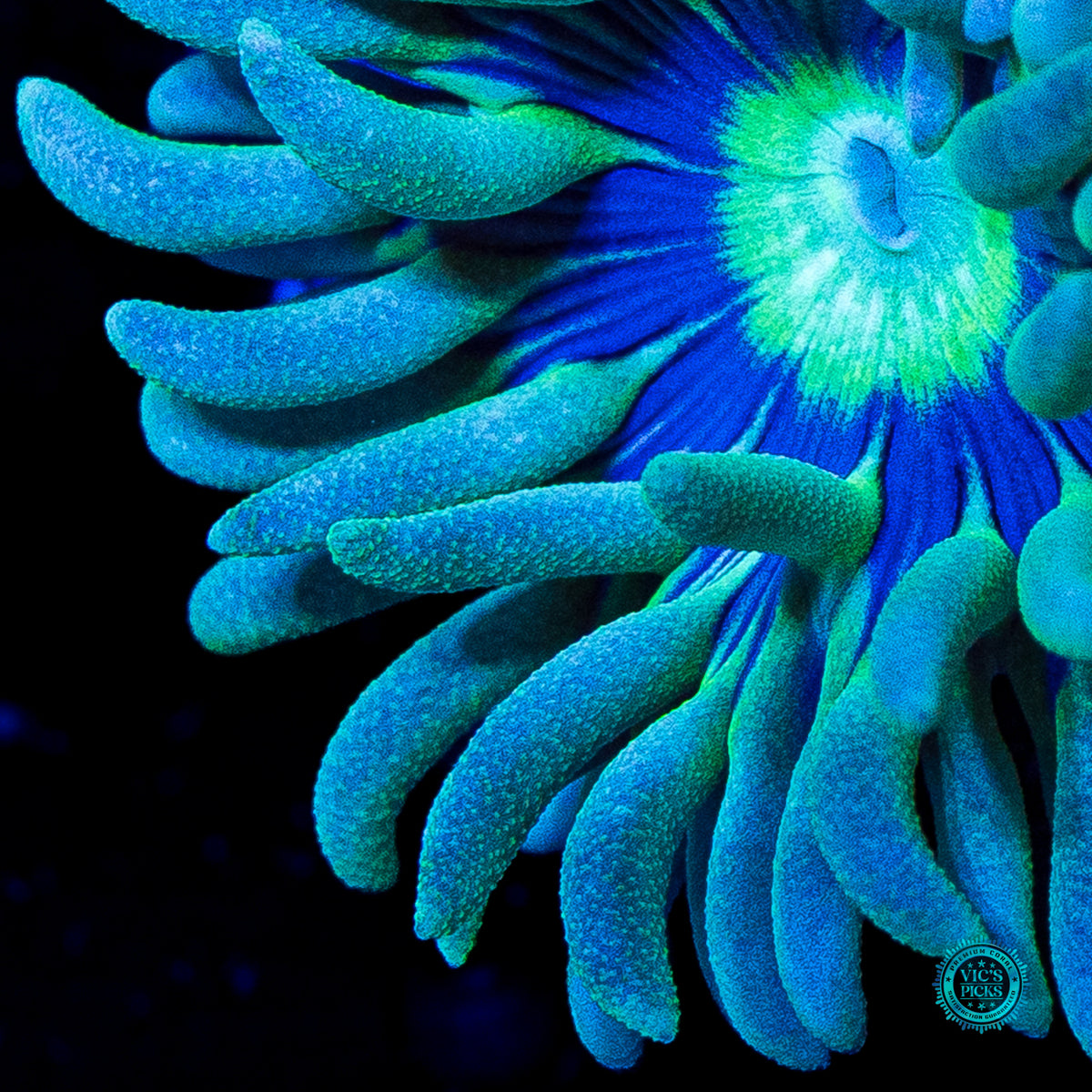 WWC Sapphire Halo Duncan