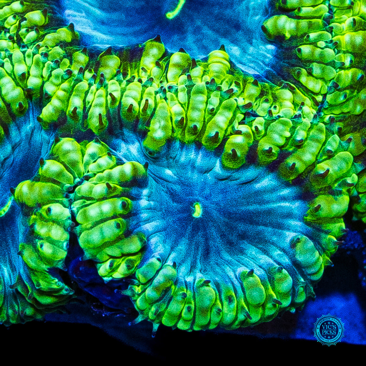Blueberry Mist Blastomussa