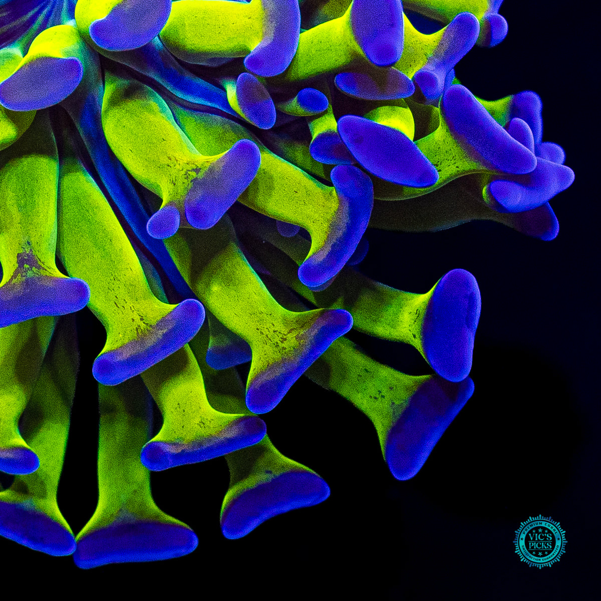 Sin City Neon Branching Hammer