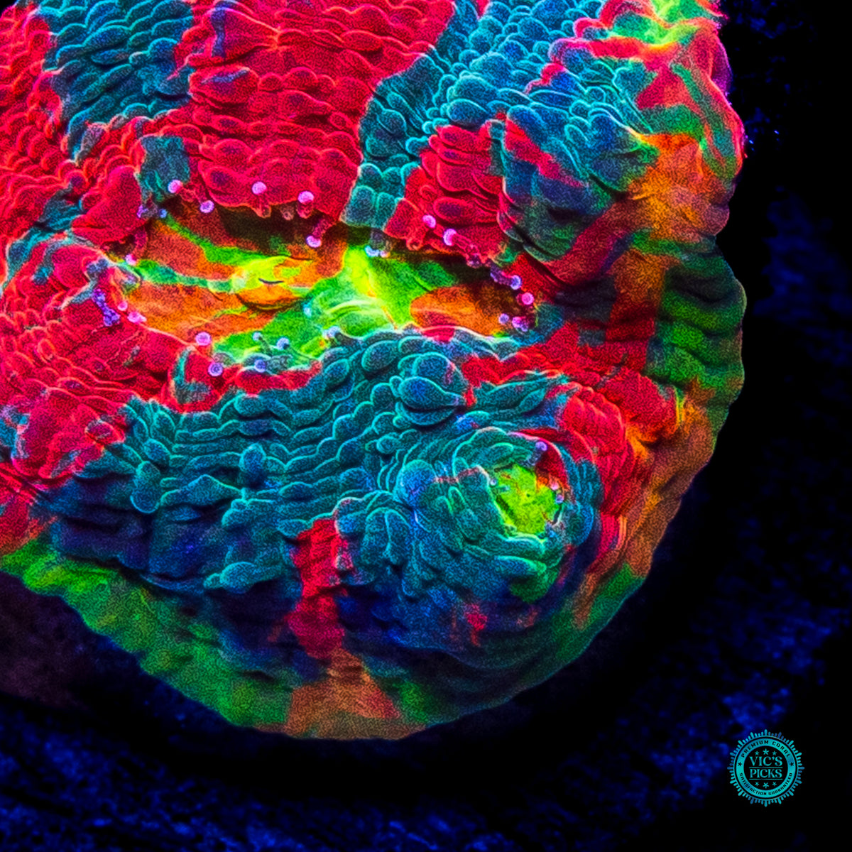 WWC Knockout Rainbow Chalice