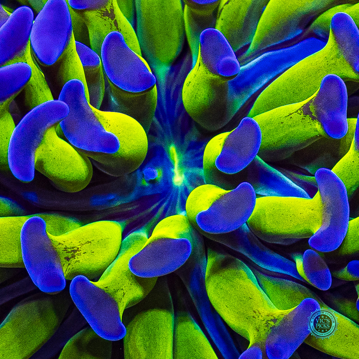 Sin City Neon Branching Hammer