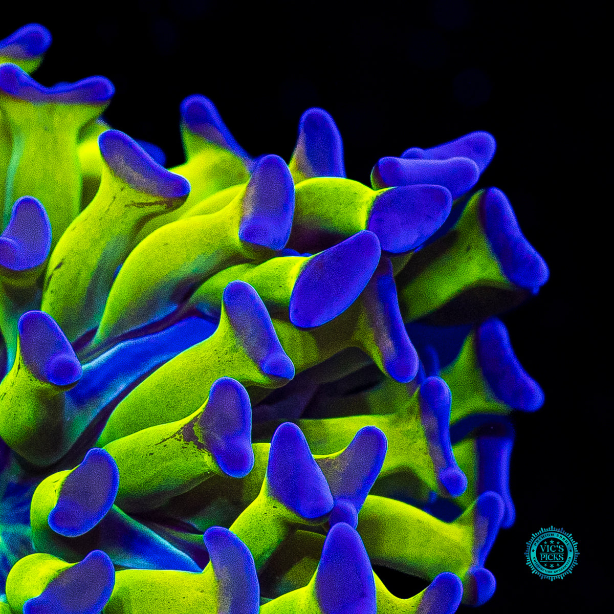 Sin City Neon Branching Hammer