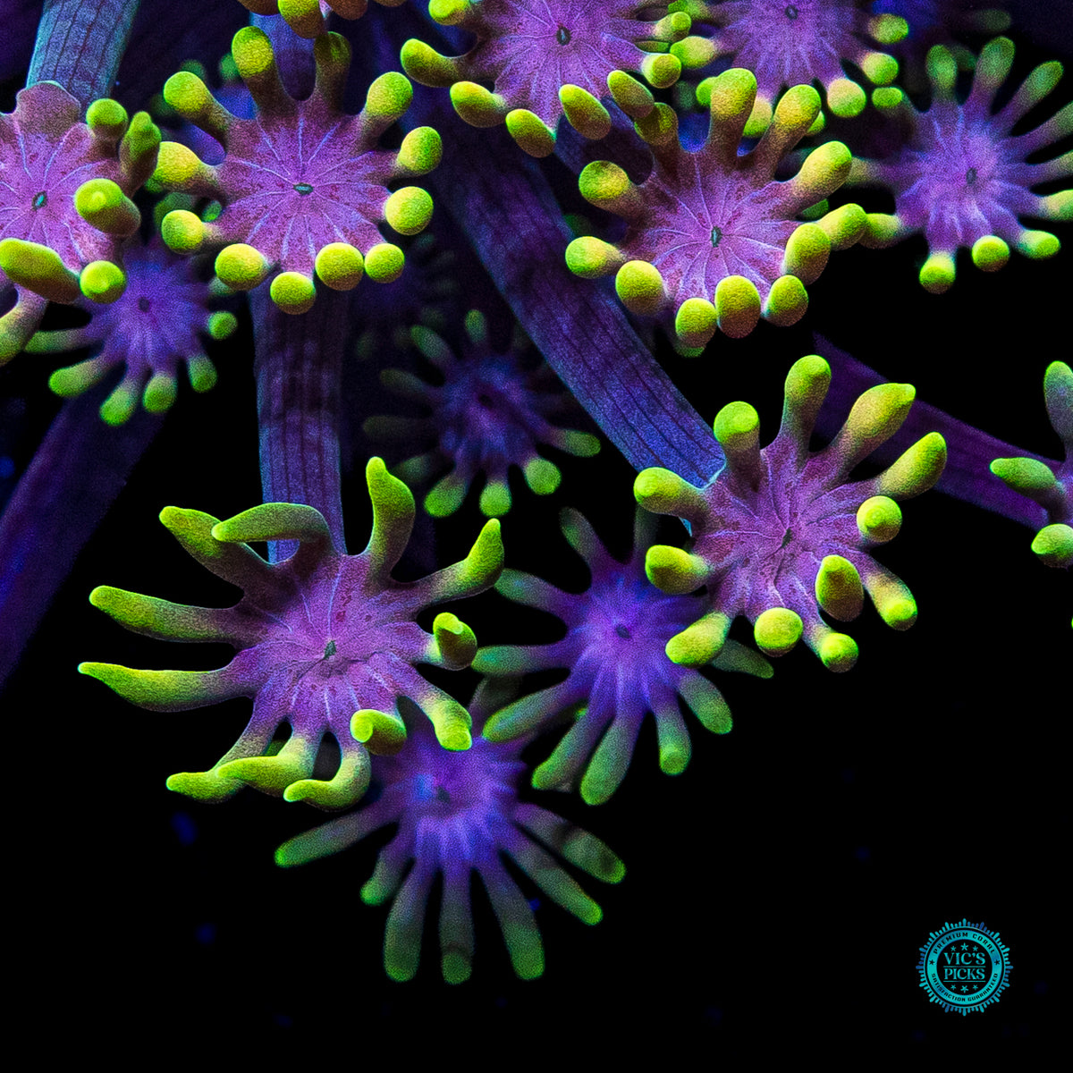 WWC Guava Berry Alveopora