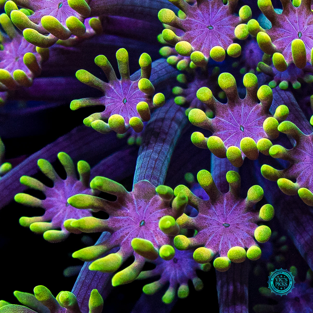 WWC Guava Berry Alveopora