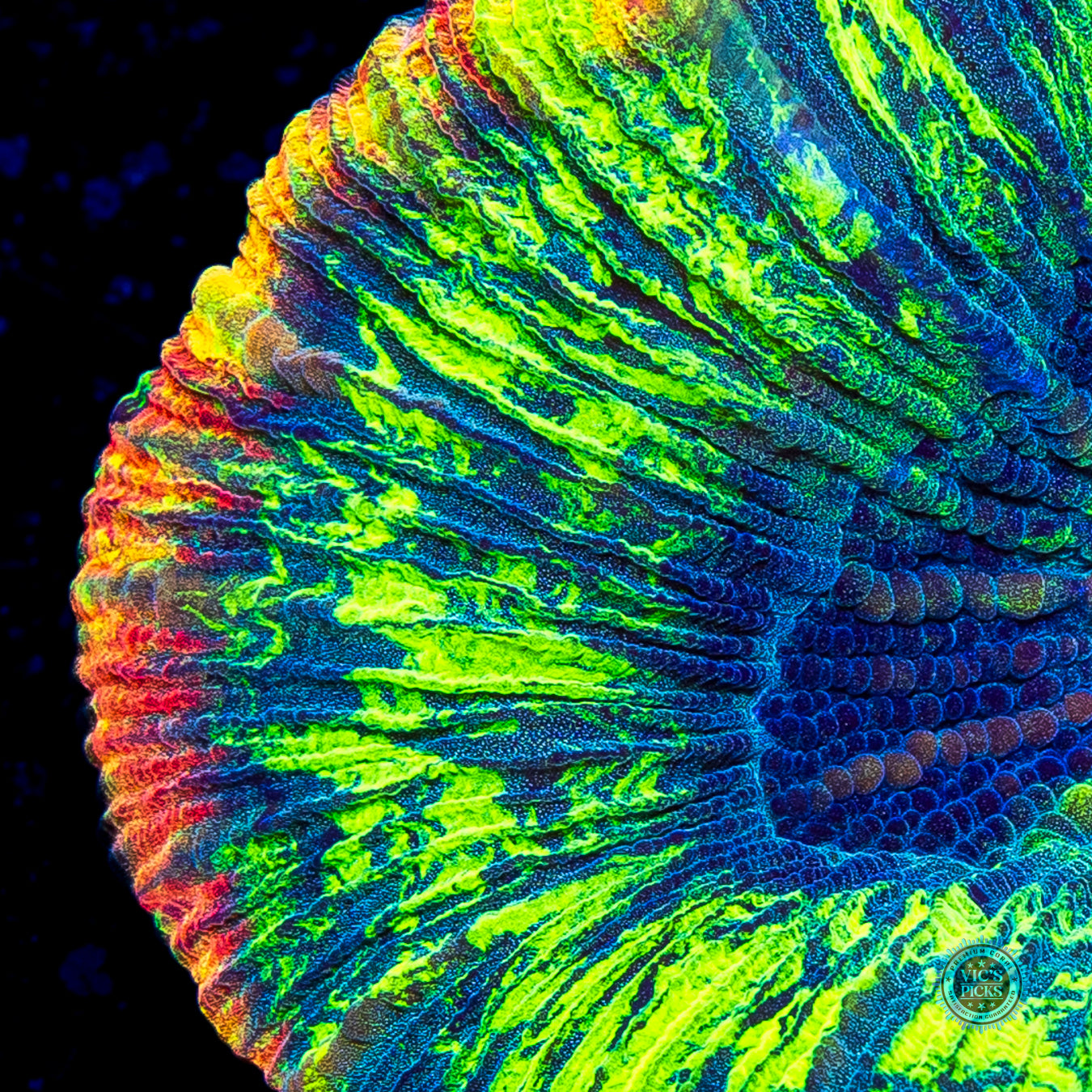 Heavenly Rainbow Trachyphyllia