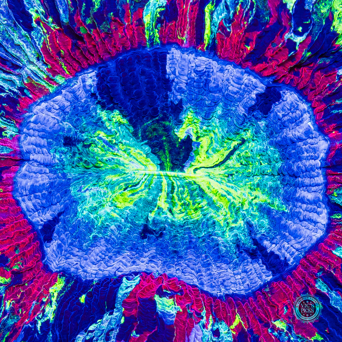 Midnight Dreams Trachyphyllia