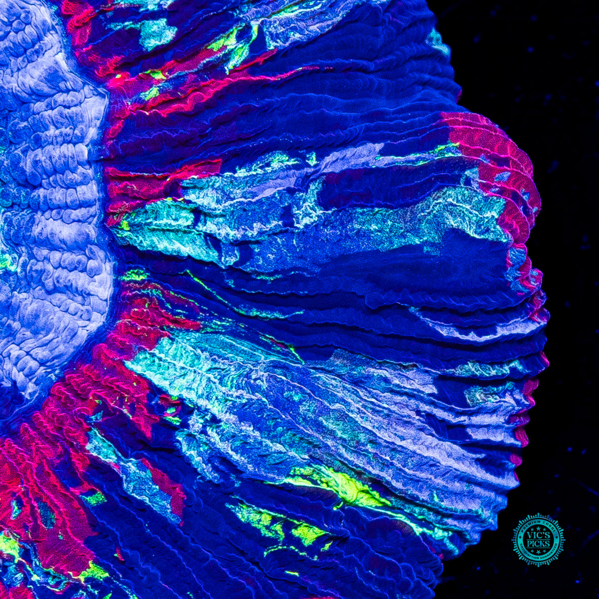 Midnight Dreams Trachyphyllia